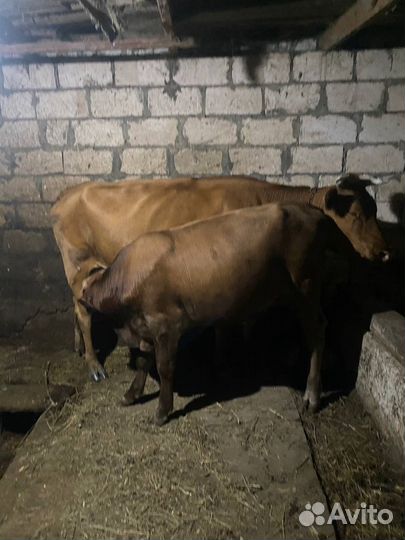 Коровы и быки