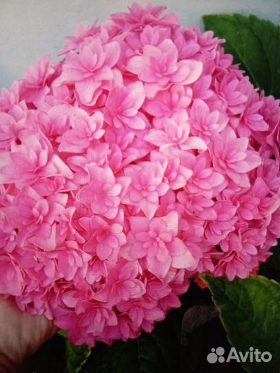 Гортензии метельчатые и крупнолистные махровые