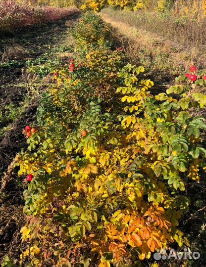 Шиповник кусты