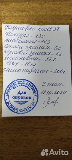 Зерно пшеница
