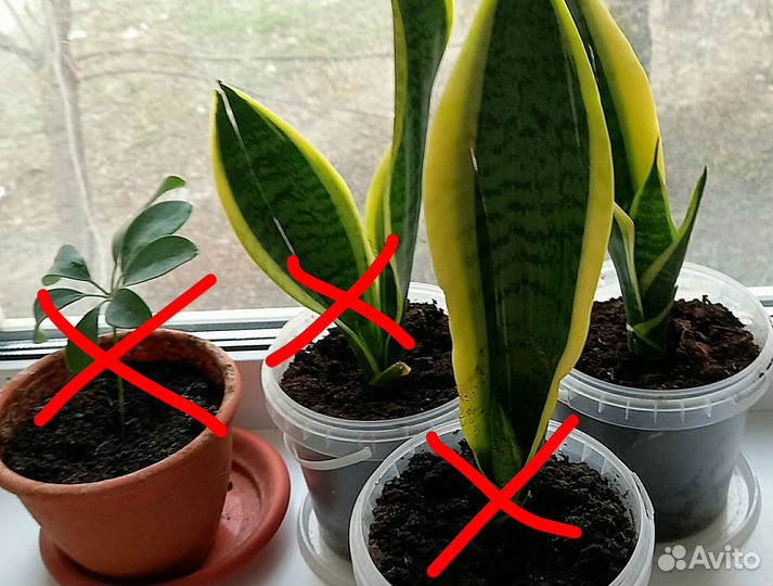 Замиокулькас,Шефлера,Сансевиерия