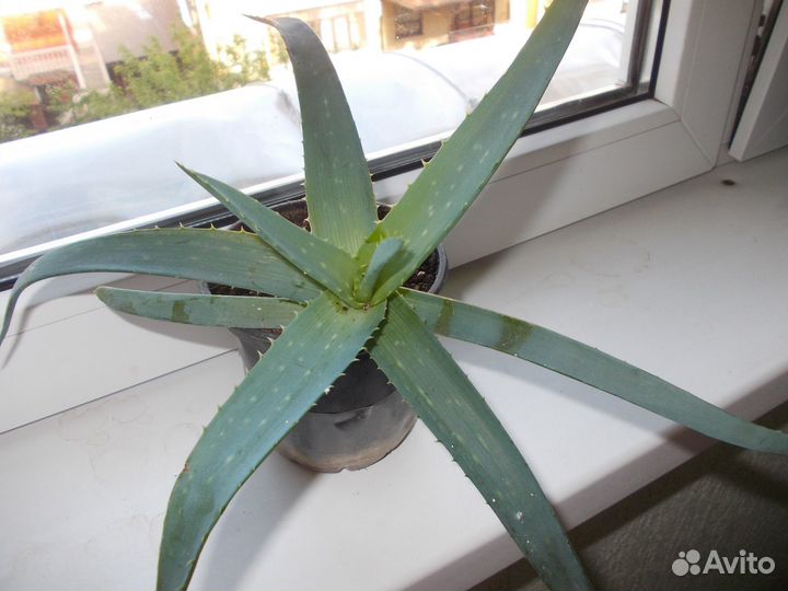 Алоэ вера и Циперус