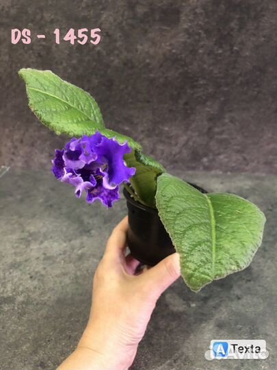 Стрептокарпус