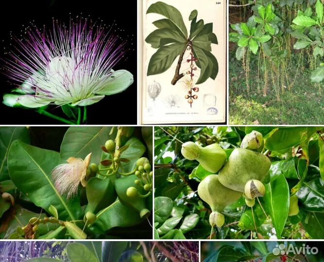 Дерево из Тайланда, мангровые, баррингтония