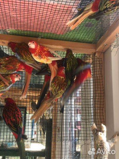 Попугай розелла