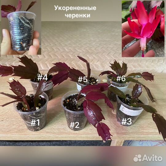 Декабрист шлюмбергера