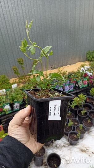 Клематис мелкоцветковый 2 года