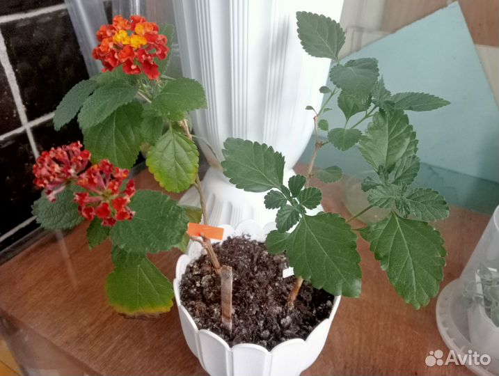 Лантана 2 сорта