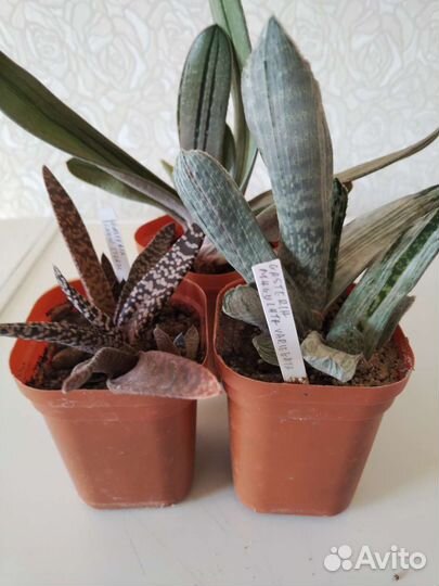 Комнатные суккулентные растения