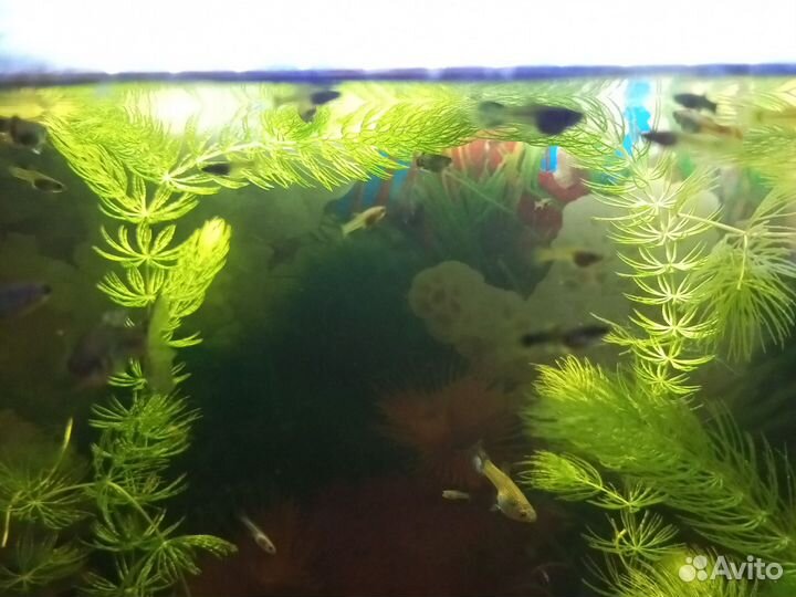 Аквариумные рыбки гуппи