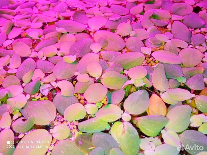 Пистия, Филлантус, Ряска, Наяда, Элодея