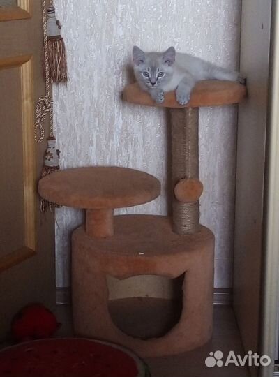 Тайский котик