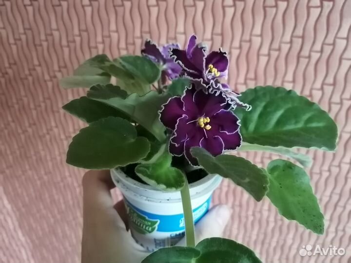 Листочки фиалок