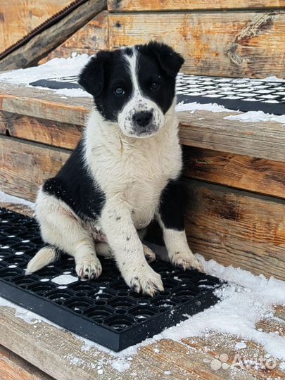 Щенки спаниеля