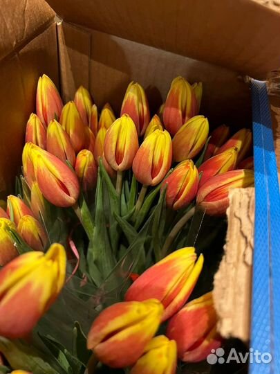 Тюльпаны к 8 марта розница