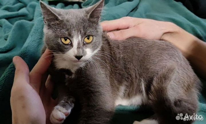 Продажам кошек