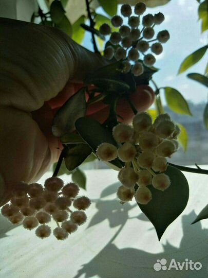 Продам хойи