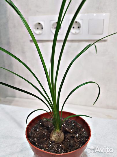 Агава, Бокарнея нолина