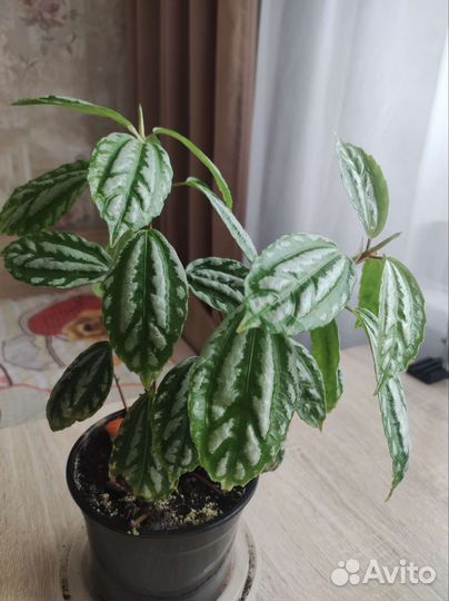 Пилея Кадье