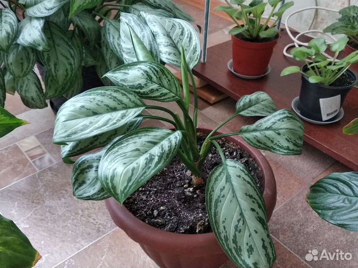 Диффенбахия, аглаонема