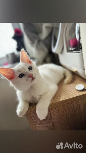 Котята рэгдолл