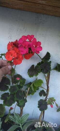 Пеларгонии сортовые