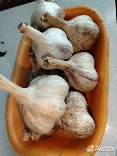 Чеснок
