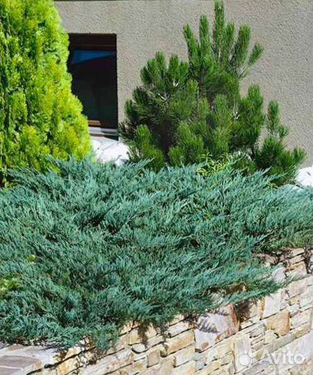 Можжевельник казацкий Блу Дануб