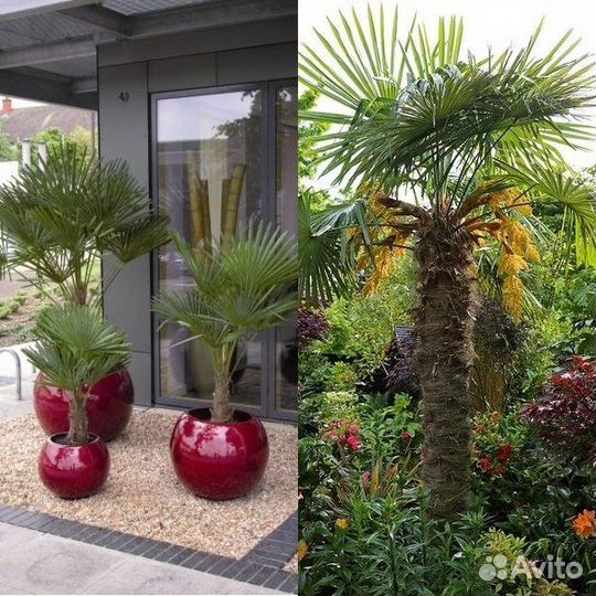 Пальма Веерная китайская Трахикарпус