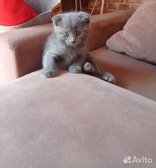 Шотландские котята