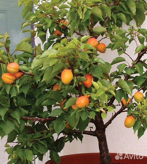 Карликовые плодовые деревья