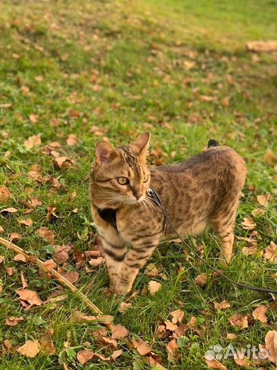 Отдам кота в добрые руки