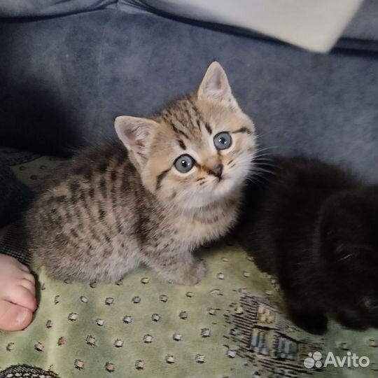 Кошка в дар