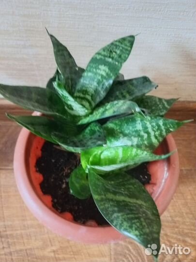 Сансевиерия