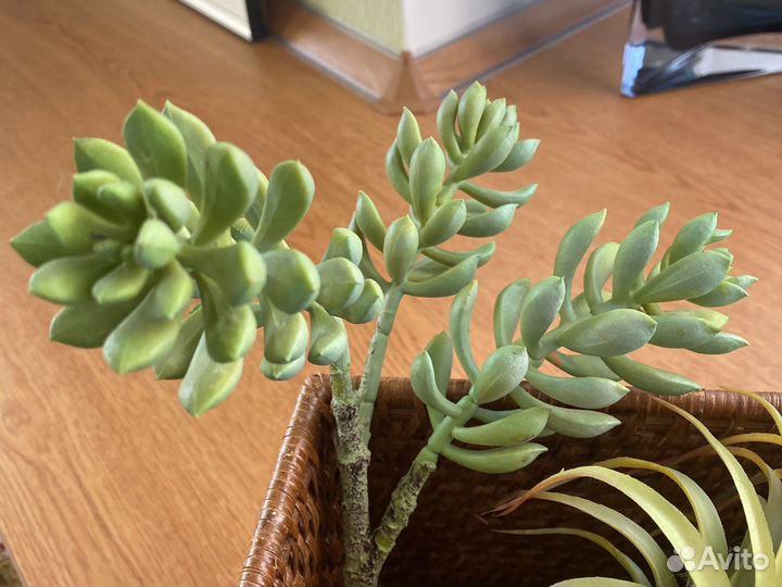 Цветы декор для интерьера