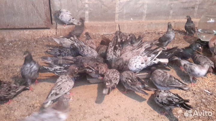 Мраморные бакинские голуби