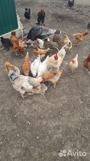Куры домашние