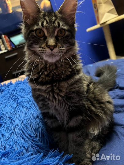 Котята мейн кун