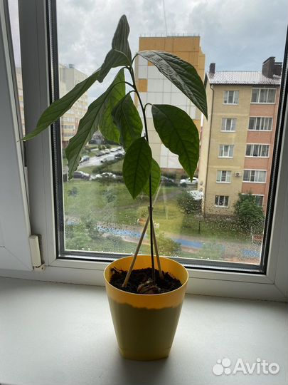 Авокадо дерево