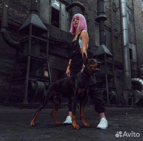 Доберман для фотосессий, съёмок