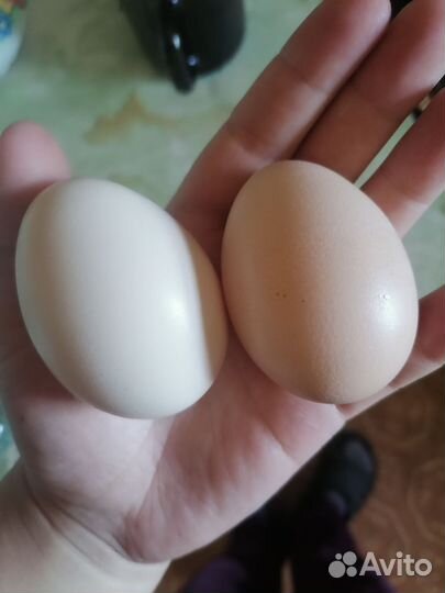 Козье молоко