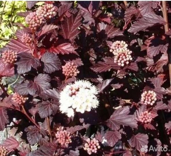 Пузыреплодник Andre