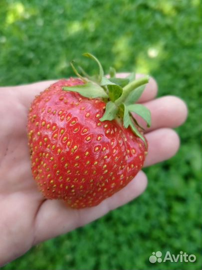 Рассада клубники