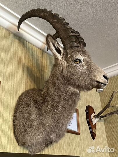 Чучело Козерог