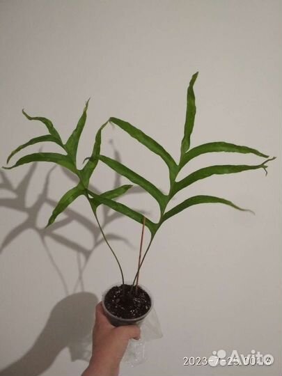 Папоротник Дринария вариегатная