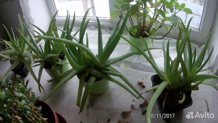 Продам Алое Вера
