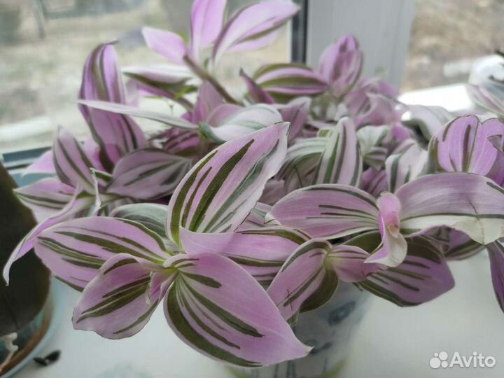 Традесканция розовая