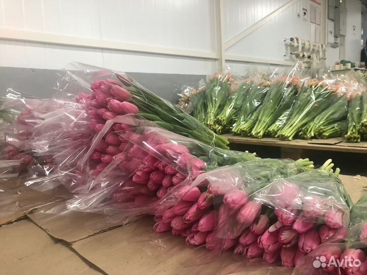 Тюльпаны оптом на 8 марта