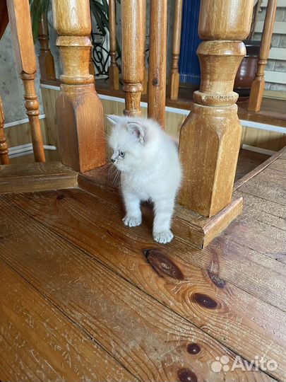 Котята шотландские