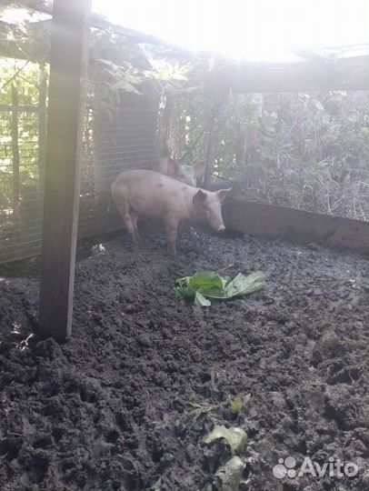 Хряк ландрас